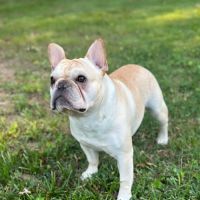 Simmons Veterinary Clinic ico