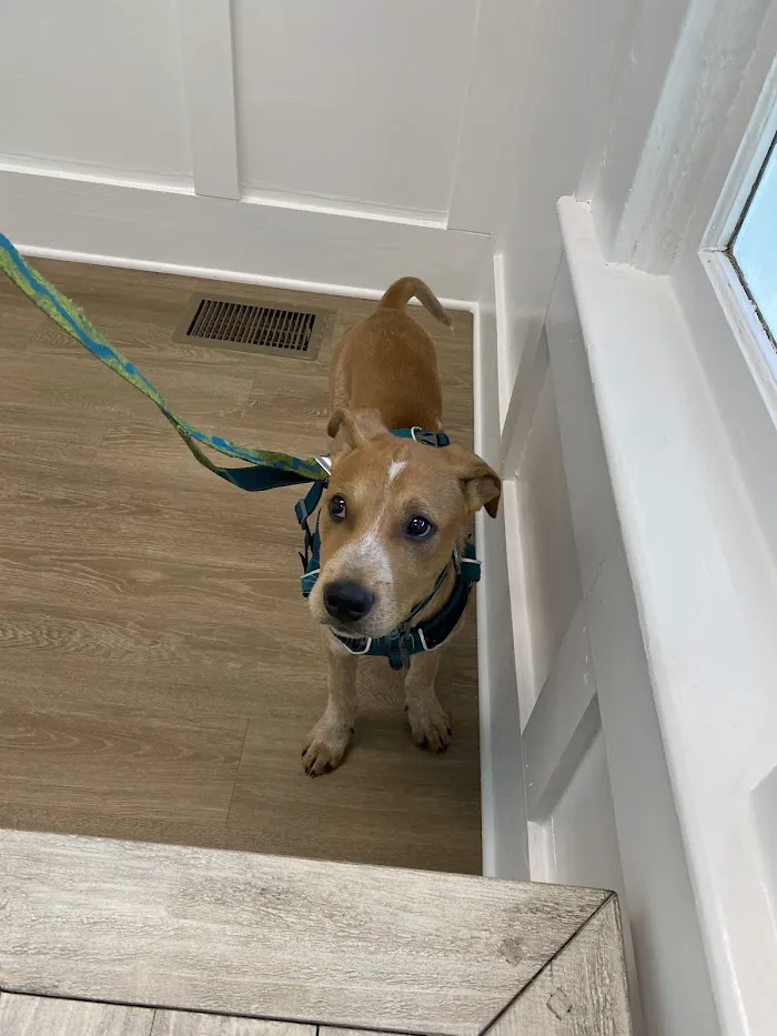 Simmons Veterinary Clinic 2
