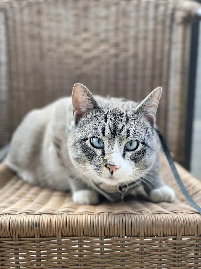 Soft Paws Animal Urgent Care and Emergency Clinic 4
