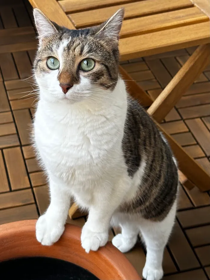 Soft Paws Animal Urgent Care and Emergency Clinic 2