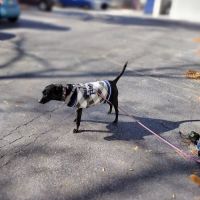 Church Street Animal Hospital ico