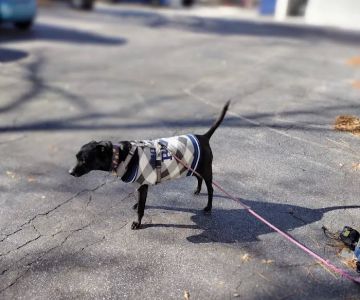 Church Street Animal Hospital