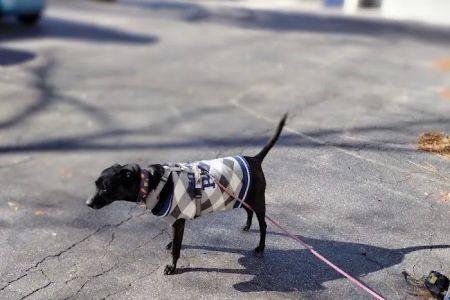 Church Street Animal Hospital