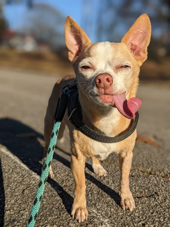 East Atlanta Animal Clinic 6