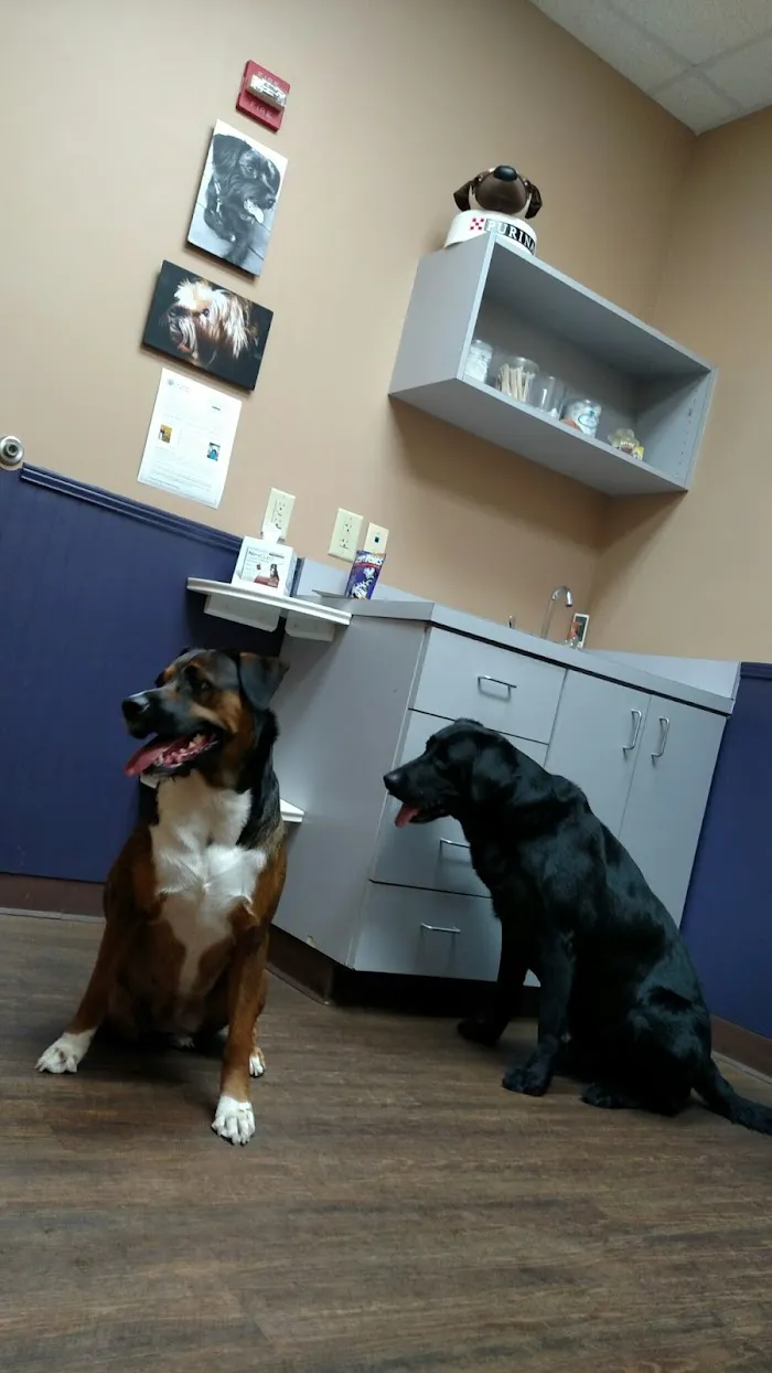 East Atlanta Animal Clinic 7