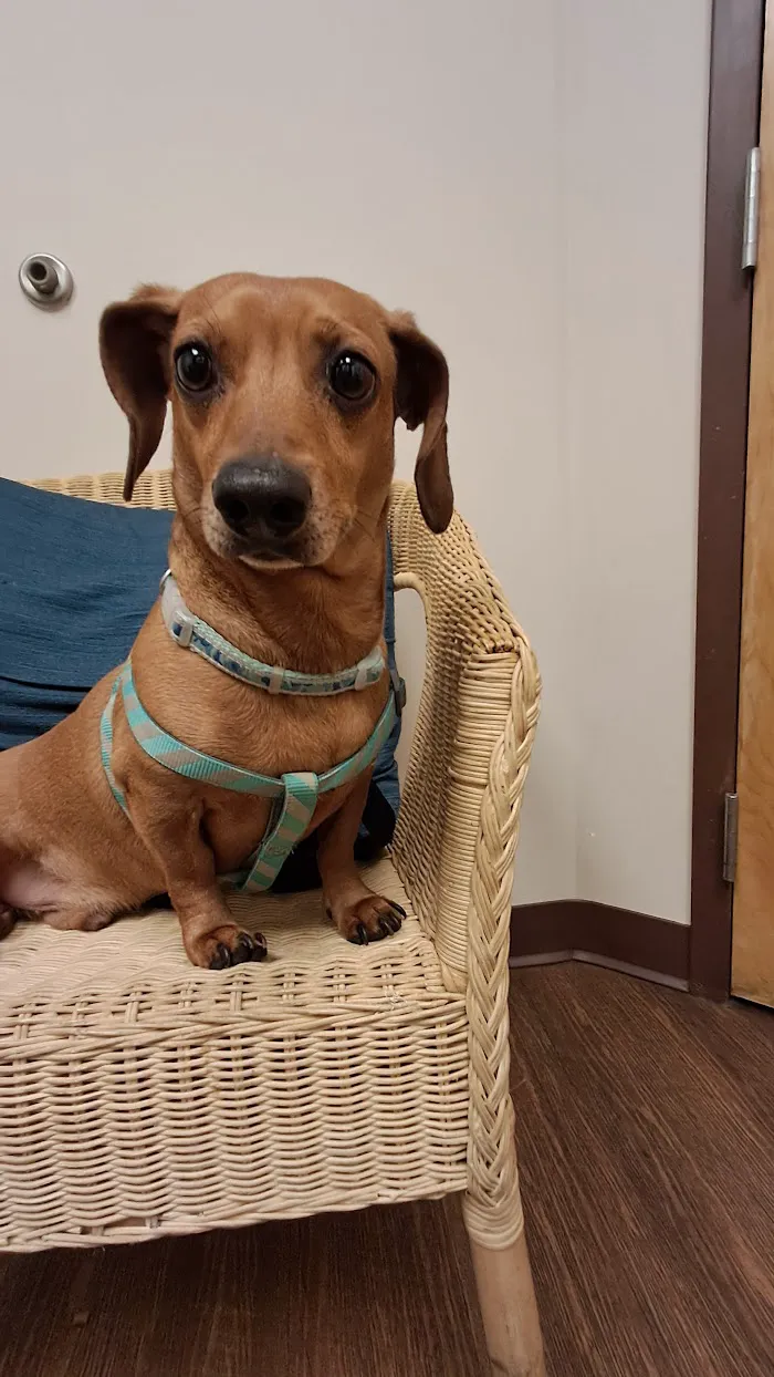 East Atlanta Animal Clinic 10