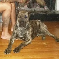 Coral Sands Animal Hospital ico