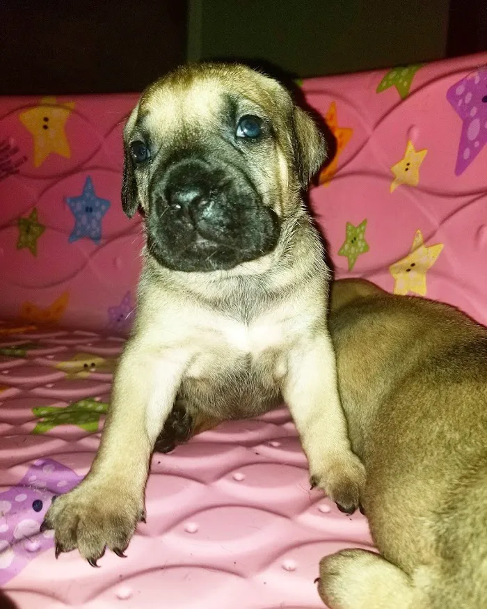 Coral Sands Animal Hospital 12