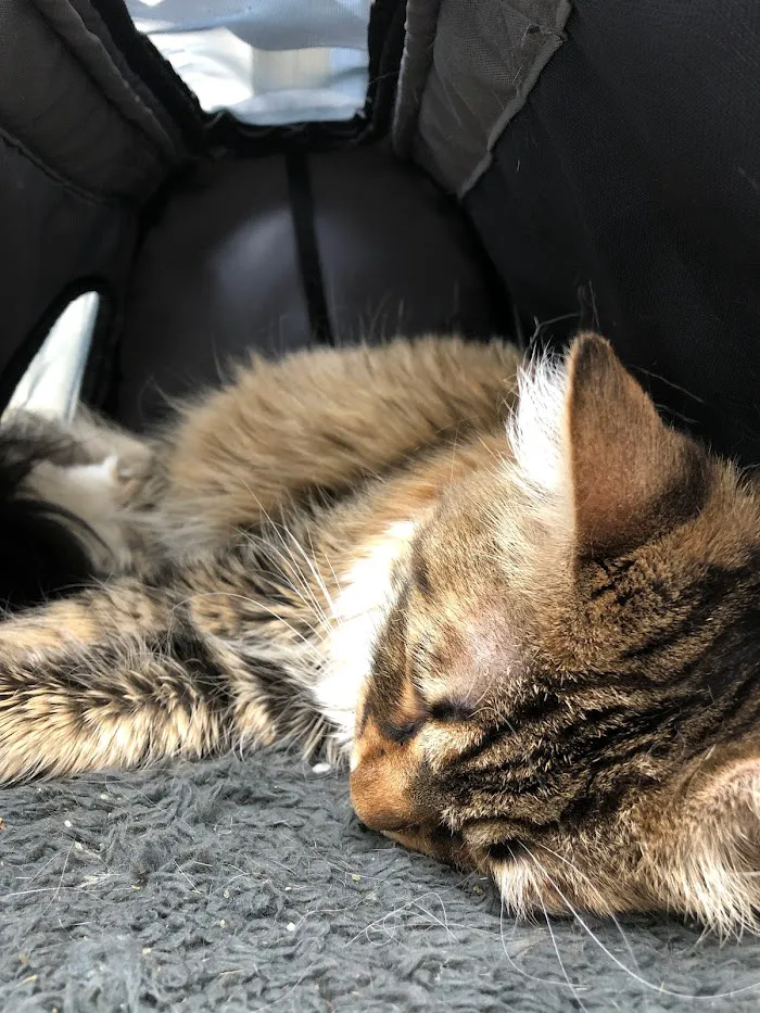 Avondale Veterinary Hospital 12