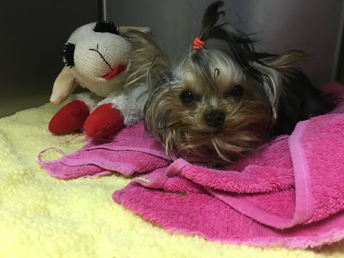 Coweta Animal Hospital 12