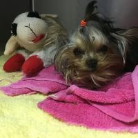 Coweta Animal Hospital ico