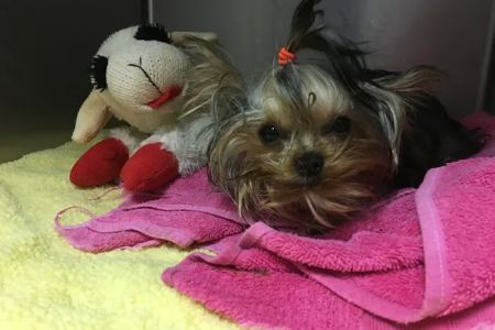 Coweta Animal Hospital