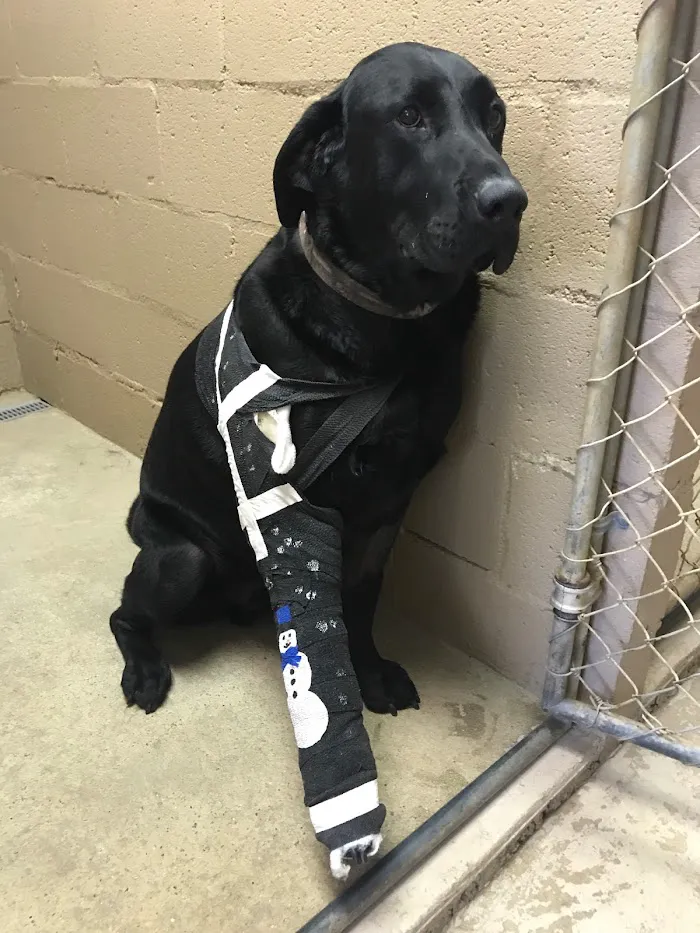 Coweta Animal Hospital 12
