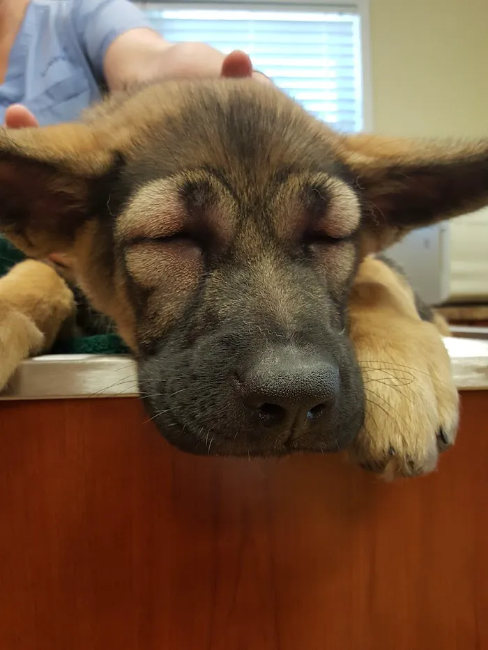 Moreland Animal Hospital 6