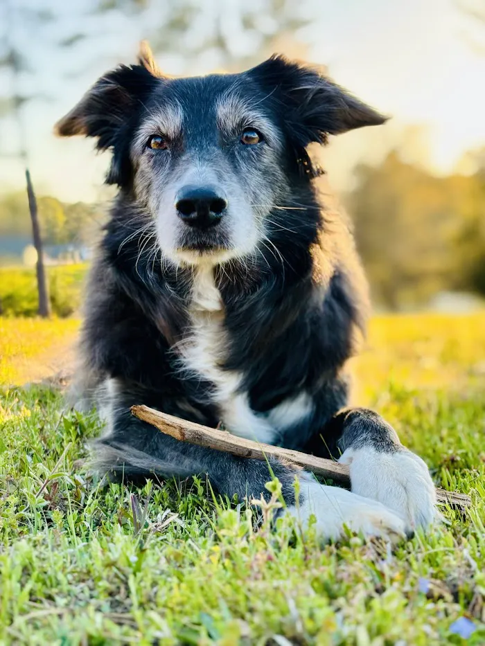 Moreland Animal Hospital 7