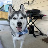 Moreland Animal Hospital ico