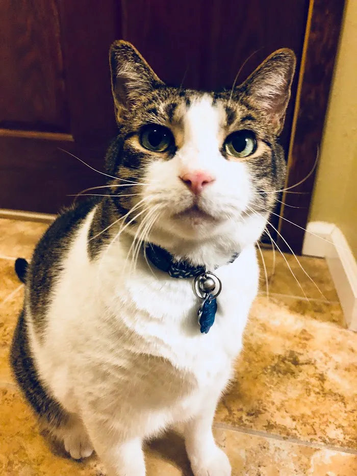 Lucy’s Veterinary Care - Mobile & Clinic Location 1