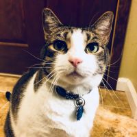Lucy’s Veterinary Care - Mobile & Clinic Location ico