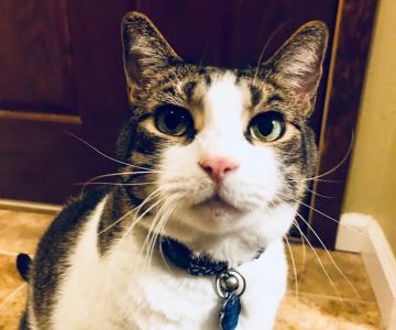Lucy’s Veterinary Care - Mobile & Clinic Location