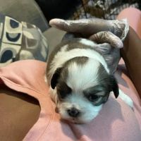 Vetco Total Care Animal Hospital ico
