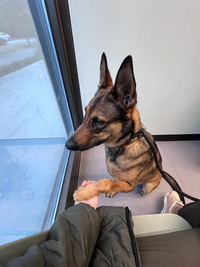 Common Companion Vet Co. 5