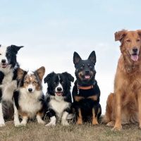 Animal Care Center ico