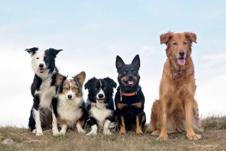 Animal Care Center