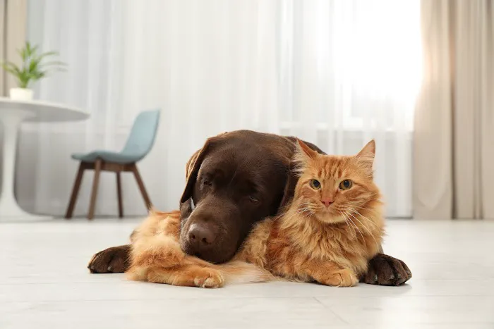 Animal Care Center 12