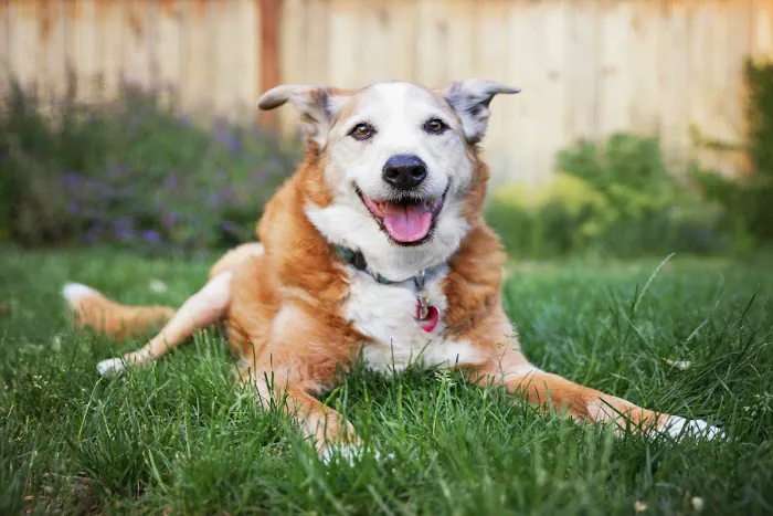 Animal Care Center 12