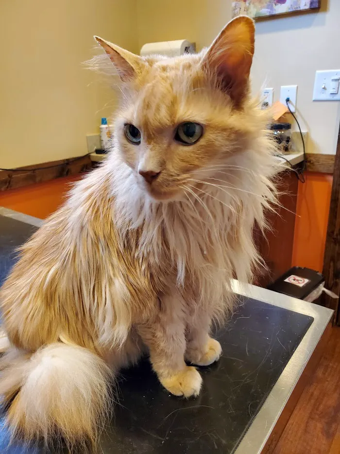 Leland Veterinary Clinic 2