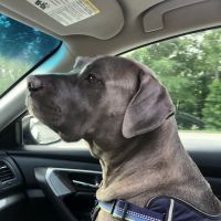 Jackson's Veterinary Services ico