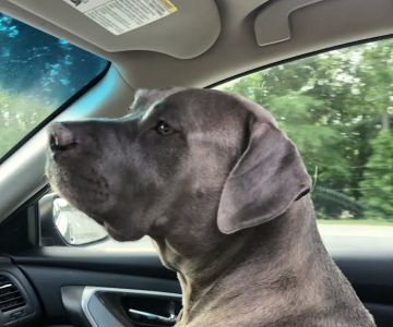 Jackson's Veterinary Services