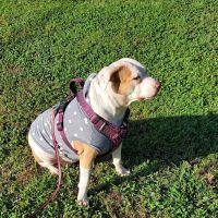 The Village Vets Westside ico