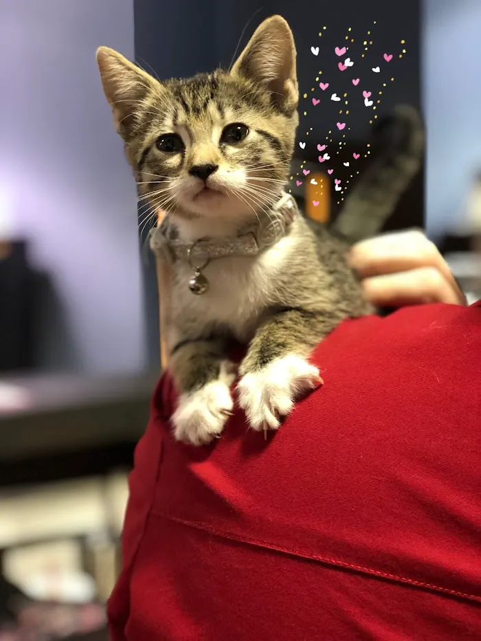 Petwell Veterinary Healthcare 12