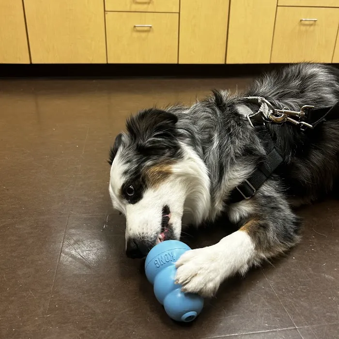 Petwell Veterinary Healthcare 12