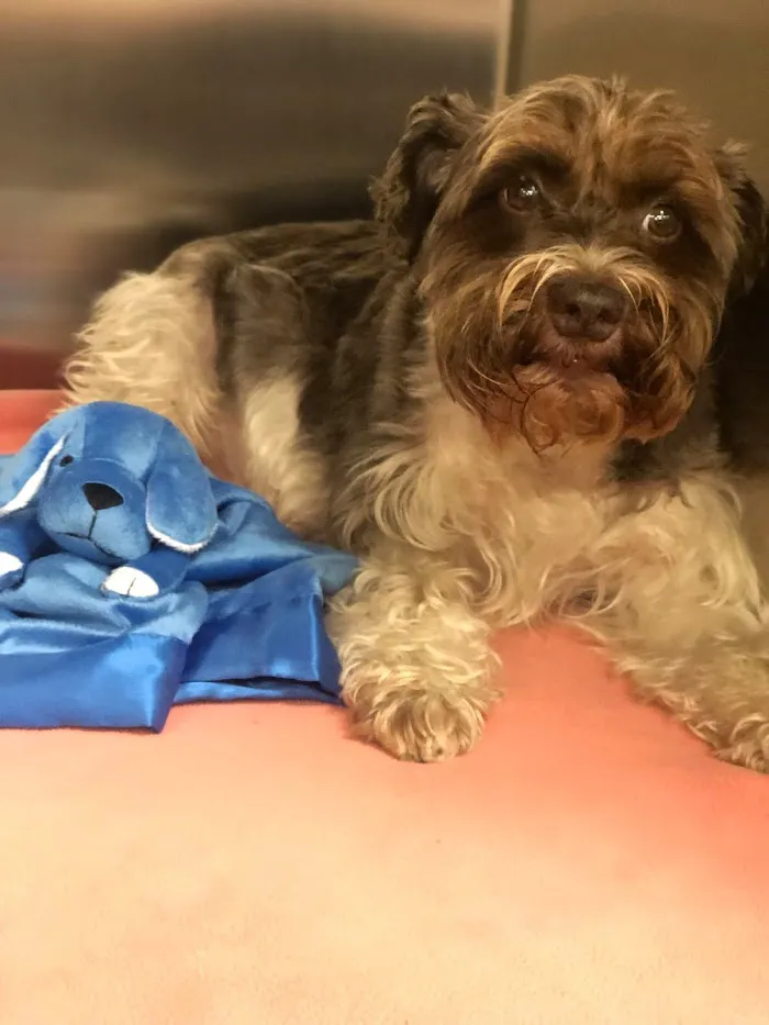 Petwell Veterinary Healthcare 12