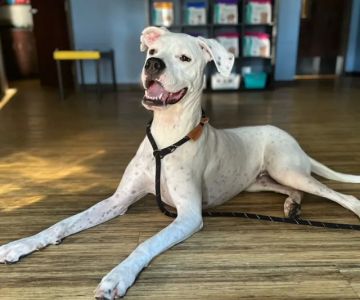 Petwell Veterinary Healthcare