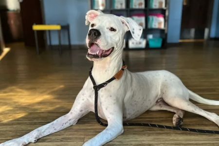 Petwell Veterinary Healthcare