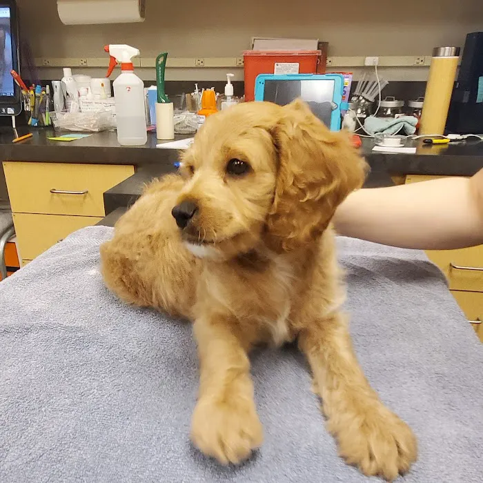 Petwell Veterinary Healthcare 12