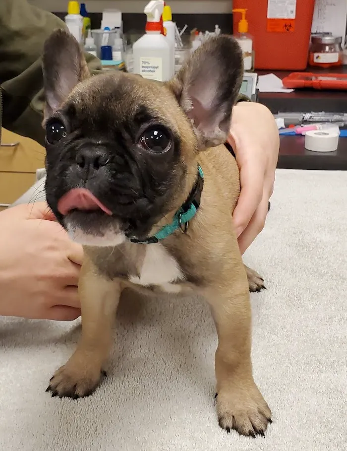Petwell Veterinary Healthcare 12