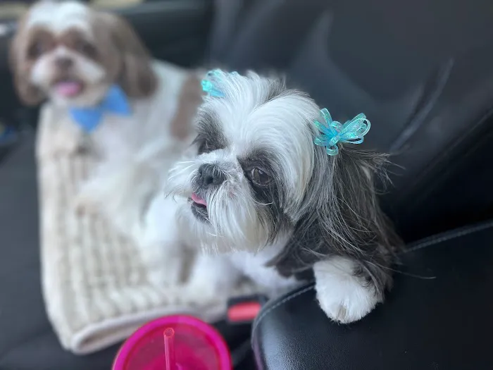 BluePearl Pet Hospital 12