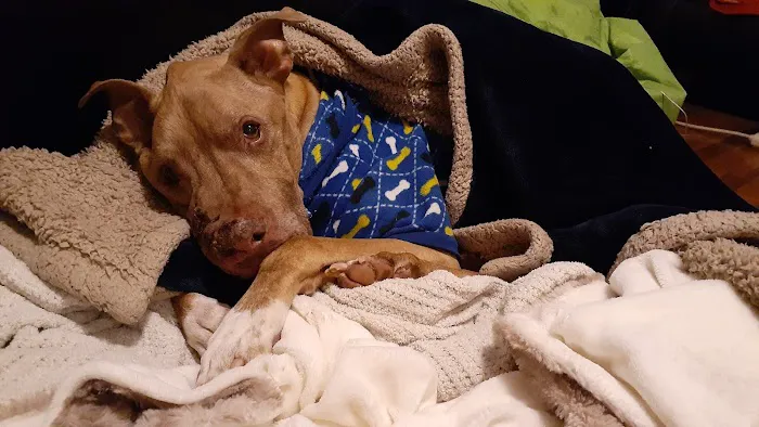 Saint Francis Veterinary Specialists and Emergency 1