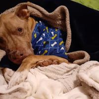 Saint Francis Veterinary Specialists and Emergency ico