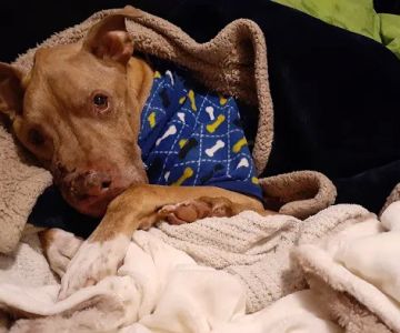 Saint Francis Veterinary Specialists and Emergency