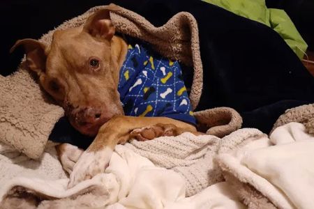 Saint Francis Veterinary Specialists and Emergency