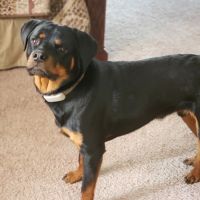 The Healthy Pet Veterinary Clinic ico