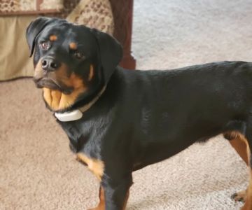 The Healthy Pet Veterinary Clinic