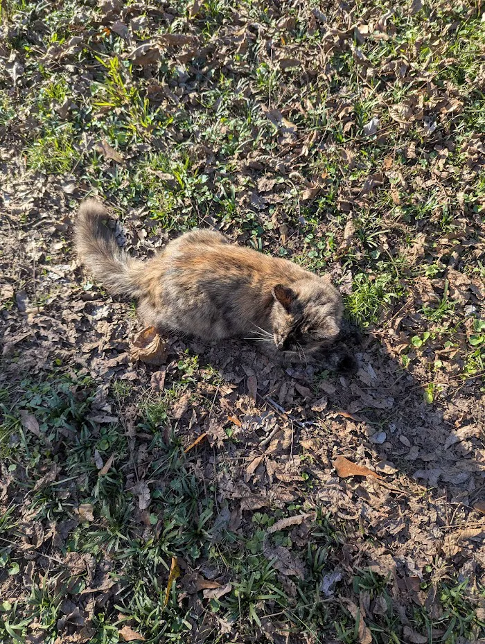 McDonough Animal Hospital 12