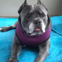 McDonough Animal Hospital ico