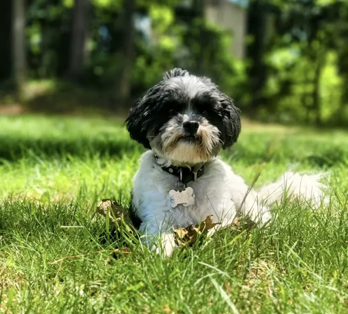 Snapfinger Creek Animal Hospital 2